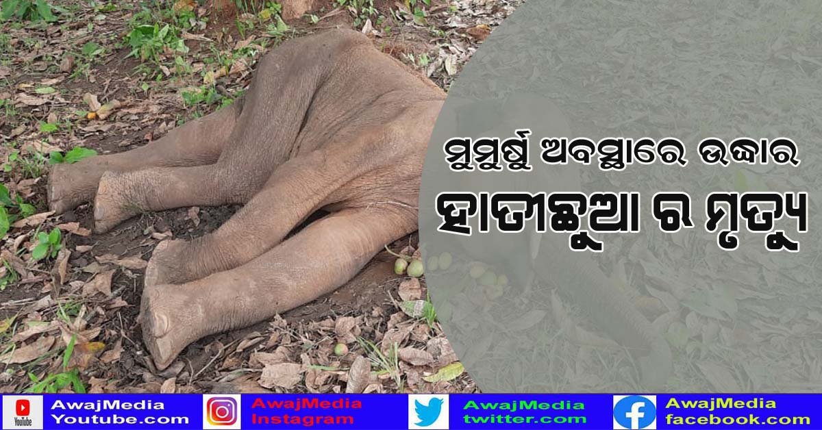ହିନ୍ଦୋଳ ରେଞ୍ଜରୁ ଉଦ୍ଧାର ହାତୀ ଛୁଆର ମୃତ୍ୟୁ !
