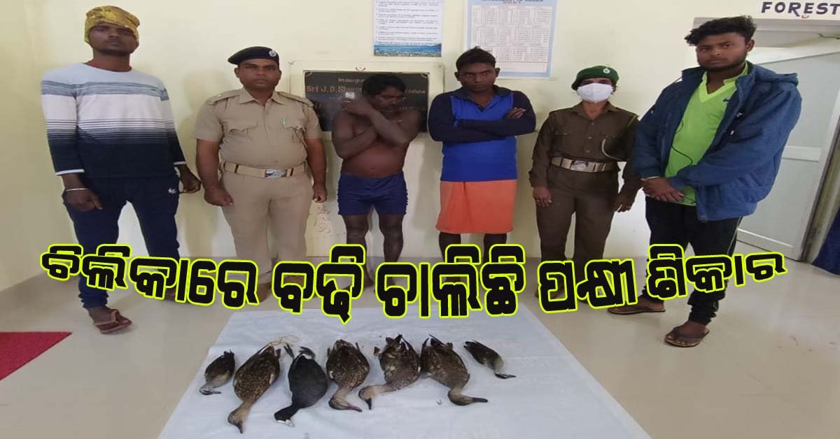 ଚିଲିକାରେ ବଢ଼ି ଚାଲିଛି ପକ୍ଷୀ ଶିକାର : ଆଉ ୨ ଶିକାରୀ ଗିରଫ !!!