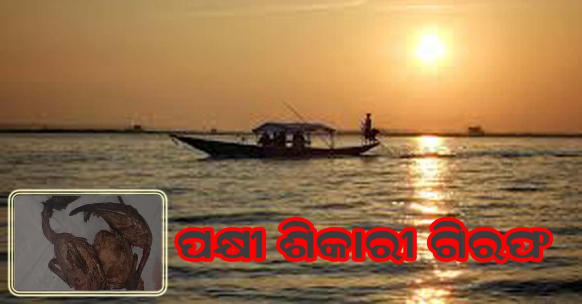 ପକ୍ଷୀ ଶିକାରୀ ଗିରଫ : ତିନି ମୃତ ପକ୍ଷୀ ଜବତ !!!