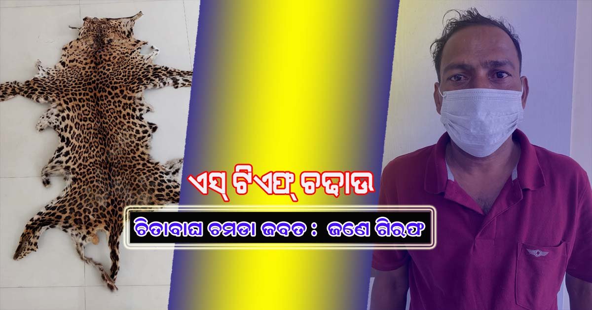 ବାଣପୁରରେ ଏସଟିଏଫ ଚଢ଼ାଉ : ଚିତା ବାଘ ଛାଲ ଜବତ,  ଜଣେ ଅଭିଯୁକ୍ତ ଗିରଫ !!!