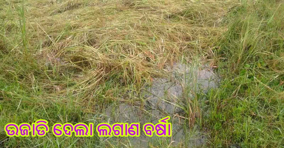 ଚିନ୍ତା ରେ ବାଙ୍କୀ ଚାଷୀ : ବର୍ଷାରେ ବୁଡିଲା ପାଚିଲା ଧାନ !!!