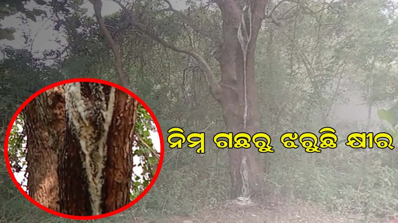 ଖଡିକାପଲ୍ଲୀ ଗ୍ରାମରେ ଥିବା ନିମ୍ବ ଗଛରୁ ଝରୁଛି ମିଠା କ୍ଷୀର !!!