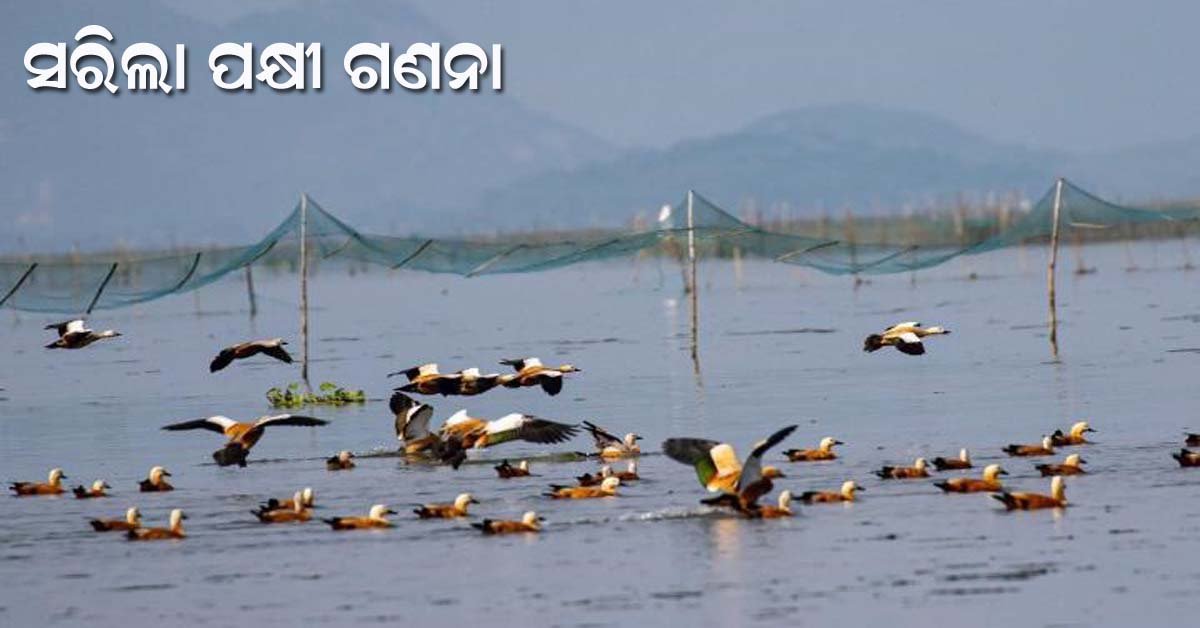 ଚିଲିକାରେ ସରିଲା ପକ୍ଷୀ ଗଣନା : ଚଳିତ ବର୍ଷ ୧୦ ଲକ୍ଷ ବିଦେଶାଗତ ପକ୍ଷୀଙ୍କ ଆଗମନ !!!