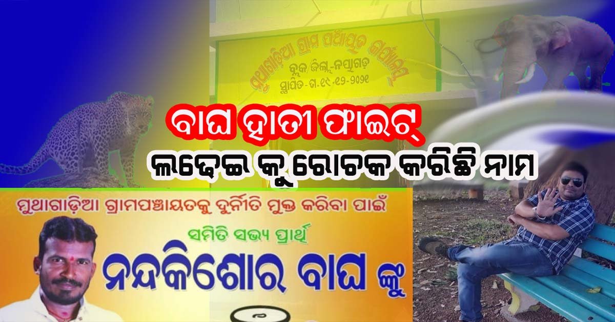 ଚର୍ଚ୍ଚାର କେନ୍ଦ୍ରବିନ୍ଦୁ ପାଲଟିଛି ବାଘ ଏବଂ ହାତୀ ଲଢେଇ !!!