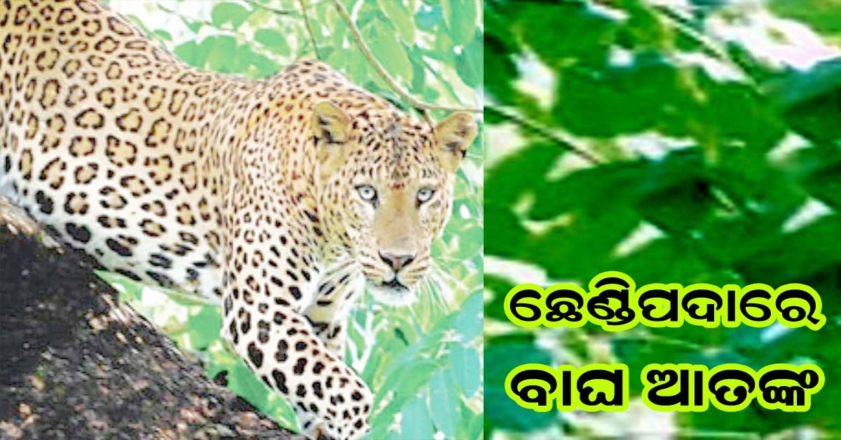 ଅନୁଗୁଳ ଜିଲ୍ଲା ଛେଣ୍ଡିପଦାରେ ବାଘ ଆତଙ୍କ !!!