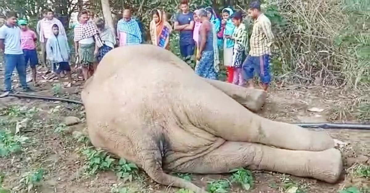 ଦନ୍ତା ହାତୀ ମୃତଦେହ ଉଦ୍ଧାର !!!