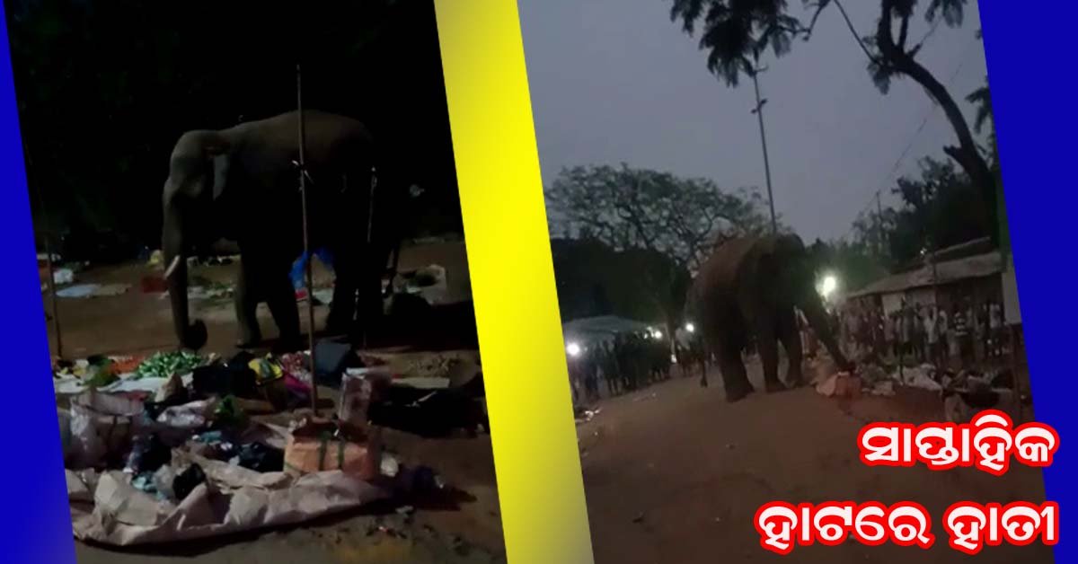 ହାତୀ ବୁଲୁଛି ସାପ୍ତାହିକ ହାଟ !!!