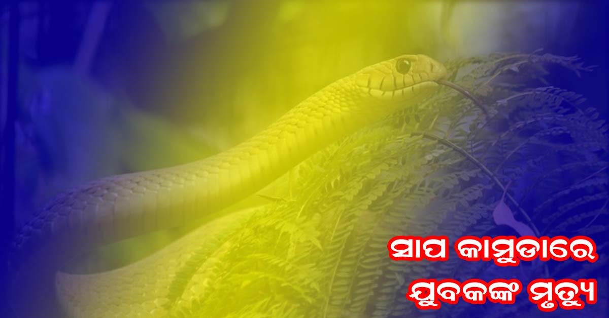 ଝରଣାସାହି ପାଖ ଜଙ୍ଗଲରେ ସାପ କାମୁଡାରେ ଯୁବକ ମୃତ !!!
