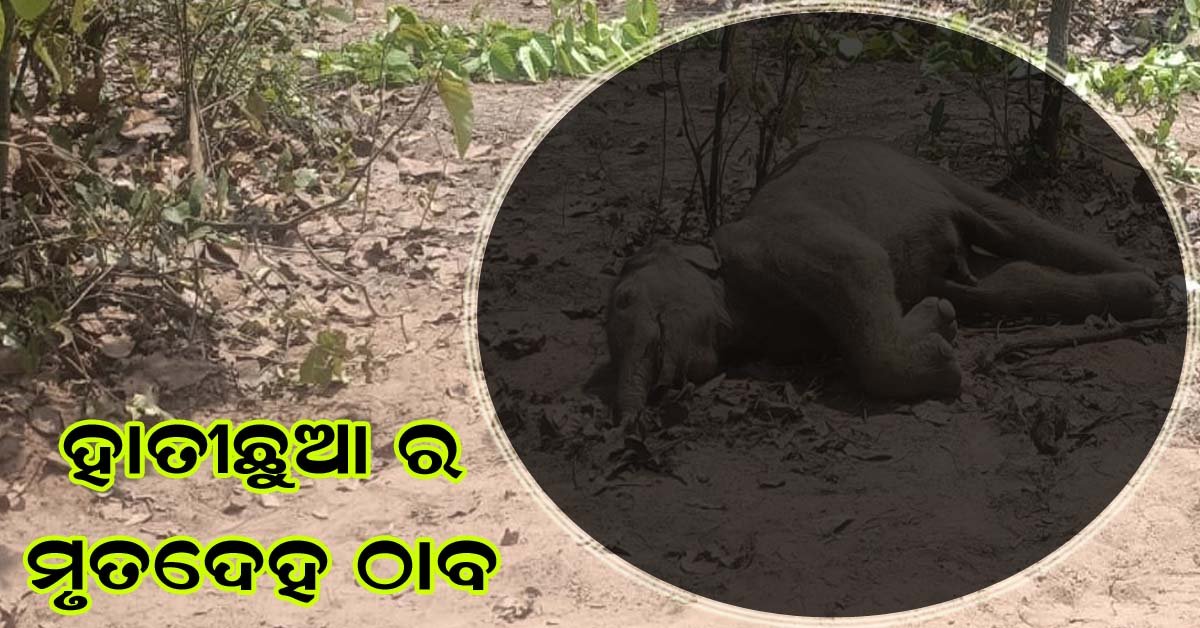 ରାସଗୋବିନ୍ଦପୁର ରେଞ୍ଜ ବାଘାଝରଣ ସଂରକ୍ଷିତ ଜଙ୍ଗଲ ରେ ଛୁଆ ହାତୀ ର ମୃତଦେହ ଠାବ !!!