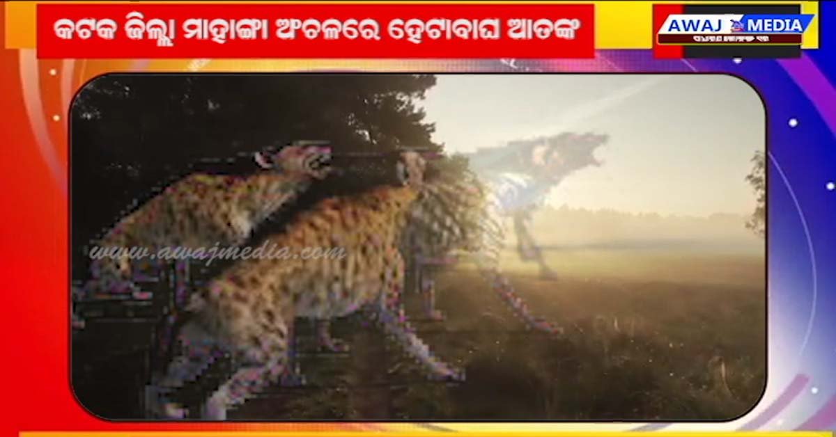 ମାହାଙ୍ଗା ଅଞ୍ଚଳରେ ହେଟାବାଘ ଆକ୍ରମଣ ରେ ୩ ଚାଷୀ ଆହତ !!!