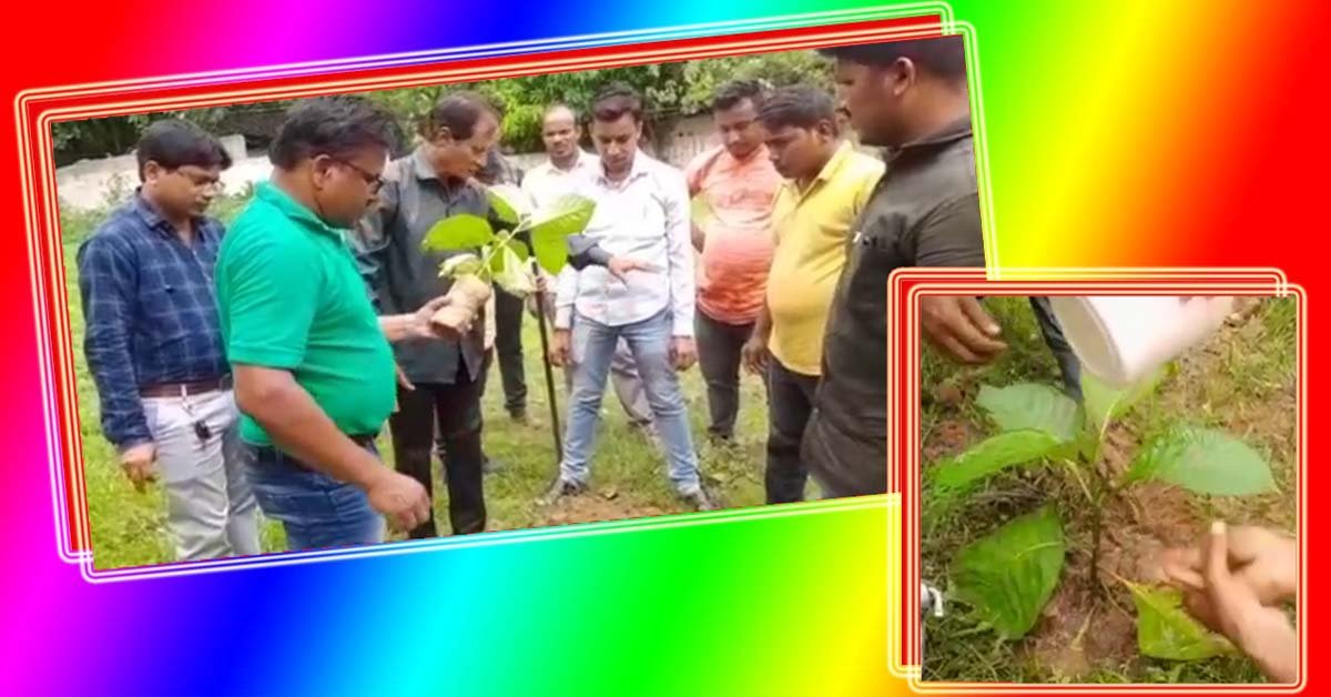 ମା ଚର୍ଚ୍ଚିକା ସାମ୍ବାଦିକ ସଂଘ ପକ୍ଷରୁ ବିଶ୍ୱ ପରିବେଶ ଦିଵସ ପାଳିତ !!!