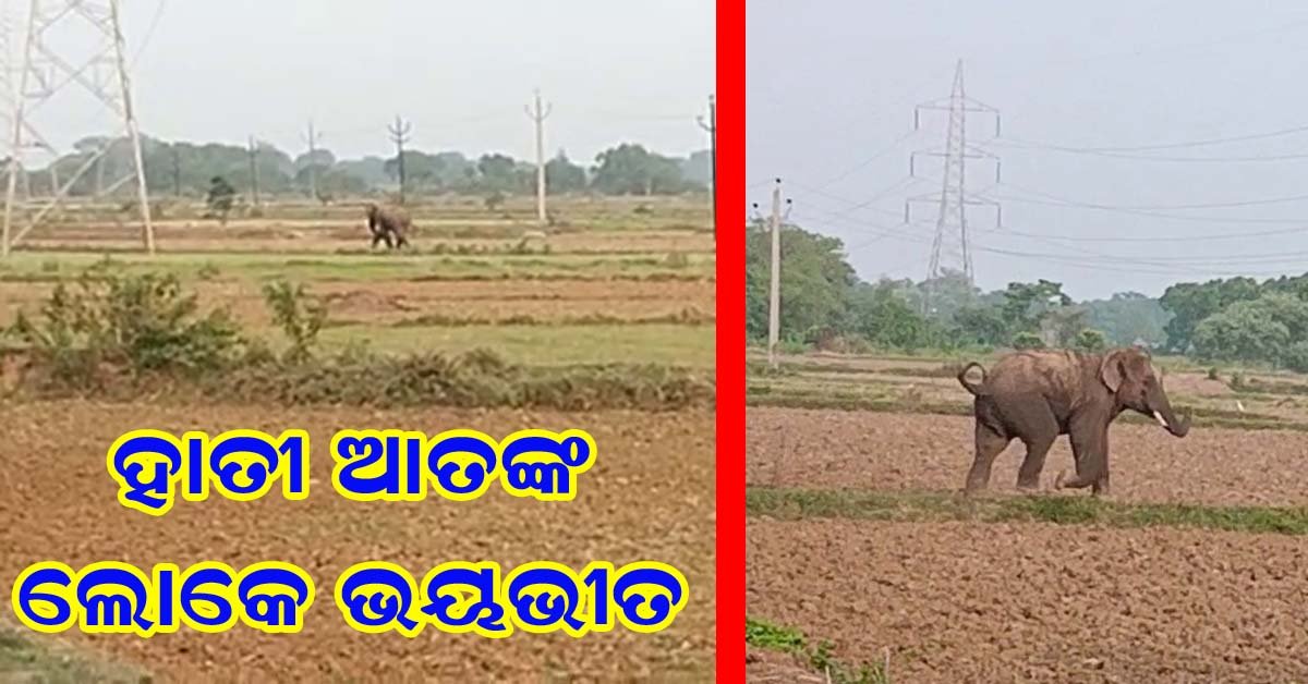 ବେଗୁନିଆ ଅଞ୍ଚଳରେ ହାତୀ ଆତଙ୍କ : ଜନସାଧାରଣ ଭୟଭୀତ !!!