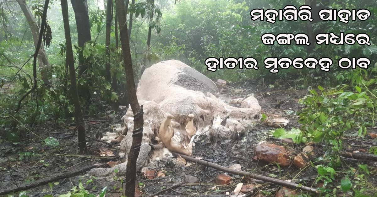 ମହାଗିରି ପାହାଡ ଜଙ୍ଗଲ ମଧ୍ୟରେ ଜଙ୍ଗଲି ହାତୀ ର ମୃତ୍ୟୁ : ଶବ ବ୍ୟବଚ୍ଛେଦ କଲେ ବନବିଭାଗ କର୍ମଚାରୀ !!!