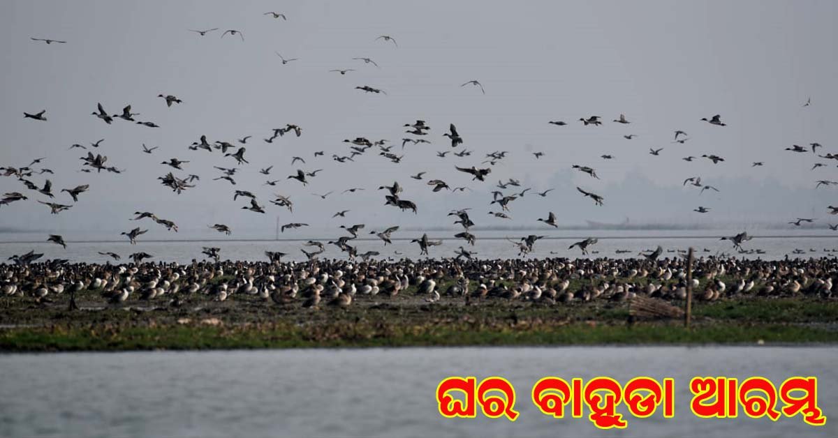 ଚିଲିକା ରୁ ବିଦାୟ ନେଉଛନ୍ତି ବିଦେଶାଗତ ପକ୍ଷୀ !!!