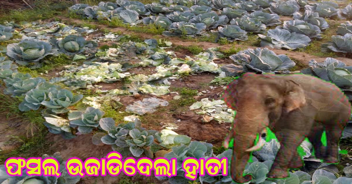 ହାତୀ ଉଜାଡିଲା ପରିବା ଫସଲ !!!