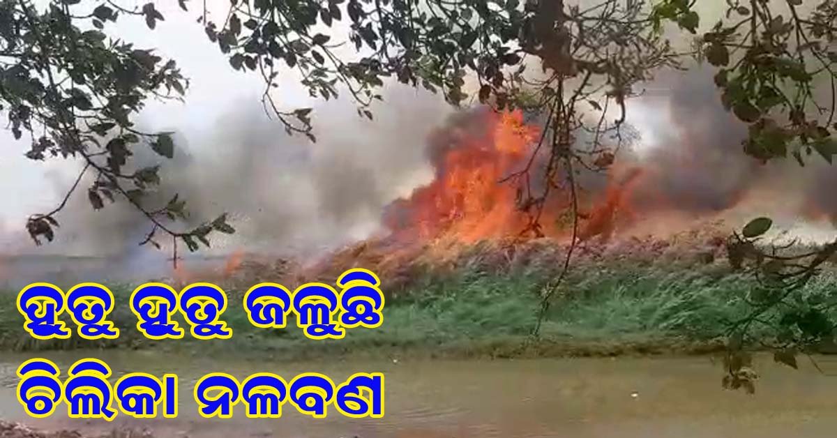 ଚିଲିକା ନଳ ବଣରେ ହୁତୁ ହୁତୁ ହୋଇ ଜଳୁଛି ନିଆଁ : ବିପଦରେ ଜଳଚର ଜୀବ !!!