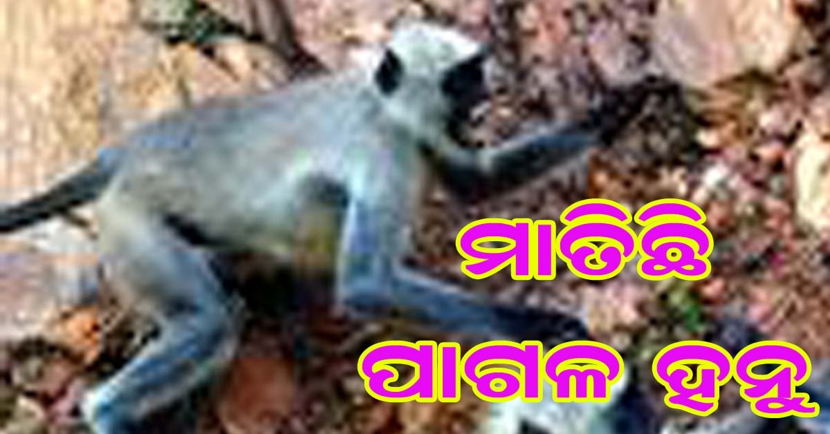 ବାଣପୁର ଚିଆଙ୍କ ସାହି ଗ୍ରାମର ୫ ଜଣଙ୍କୁ ଆହତ କଲାଣି ପାଗଳ ହନୁ ମାଙ୍କଡ !!!