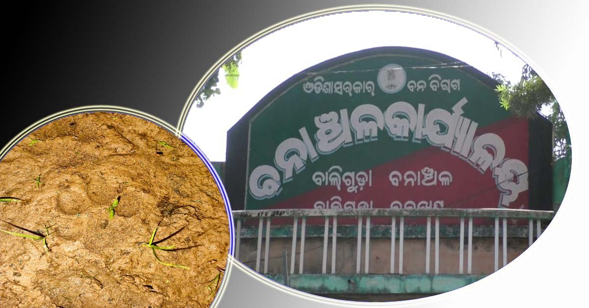 ବାଲିଗୁଡ଼ାରେ ବାଘ ଆତଙ୍କ ନେଇ ଗୁଜବ !!!