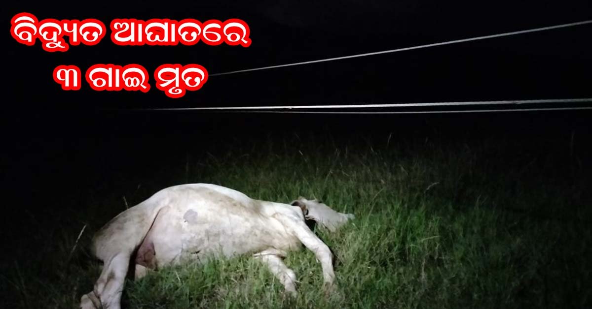 ୧୧ କେଭି ବିଦ୍ୟୁତ୍ ଆଘାତରେ ତିନି ଗାଈ ମୃତ !!!