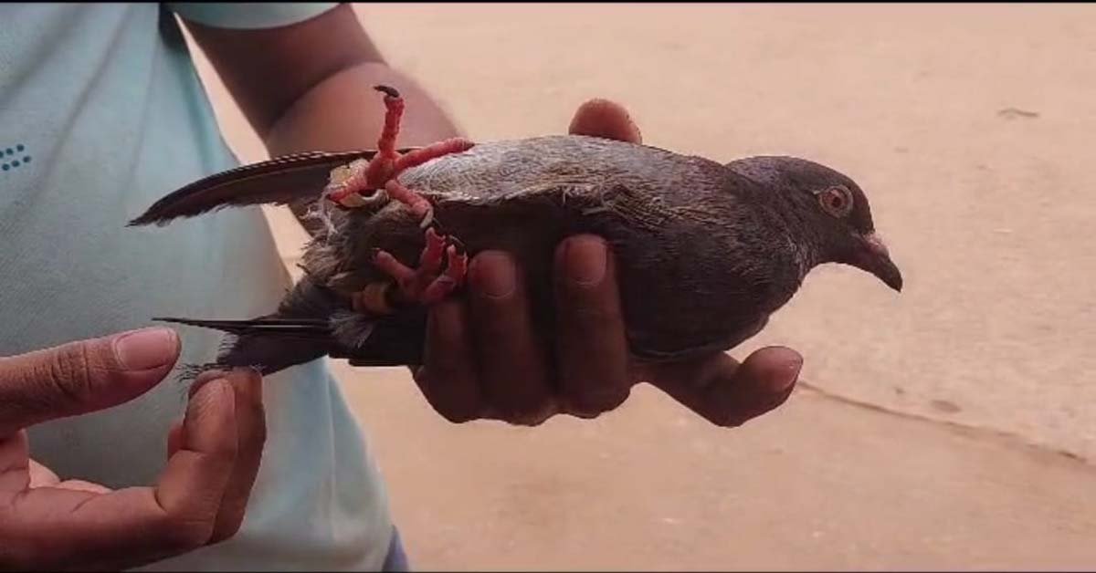 ଟାଙ୍ଗୀ କୁହୁଡି ବଜାର ମଧ୍ୟରୁ ଉଦ୍ଧାର ହେଲା ସନ୍ଧିଗ୍ଧ ପାରା ପକ୍ଷୀ !!!