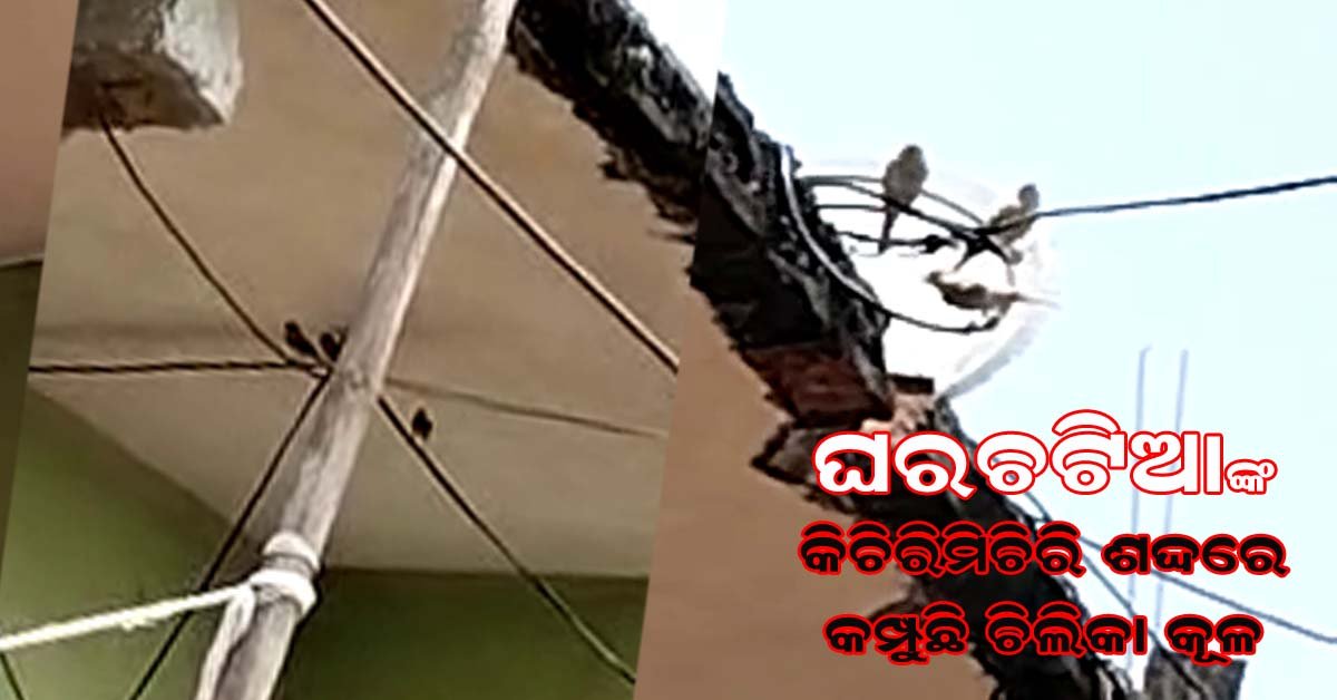 ବିଲୁପ୍ତ ହେବାକୁ ବସିଲାଣି ଘର ଚଟିଆ : ଏବେବି ବାଲୁଗାଁ ଚିଲିକା କୂଳରେ ଶୁଭୁଛି ଘର ଚଟିଆ ଙ୍କ କିଚିରି ମିଚିରି  !!!