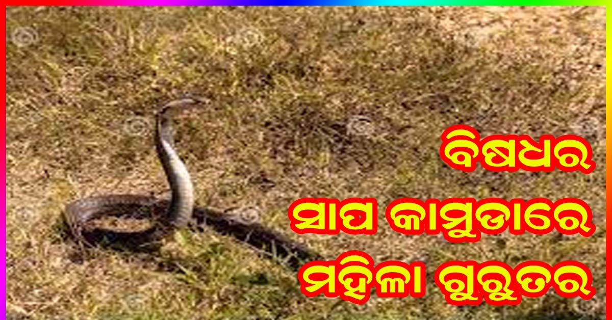 କଇଁଜିରା ଗ୍ରାମ ପାଖ ଚାଷ ଜମିରେ ବିଷଧର ସାପ କାମୁଡାରେ ବୃଦ୍ଧ ଗୁରୁତର !!!