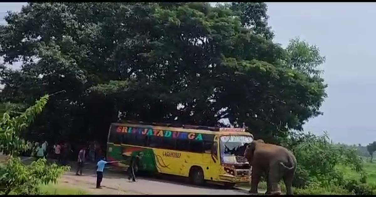 ରାୟଗଡା ଜାତୀୟ ରାଜପଥରେ ହାତୀ ଆତଙ୍କ !!!