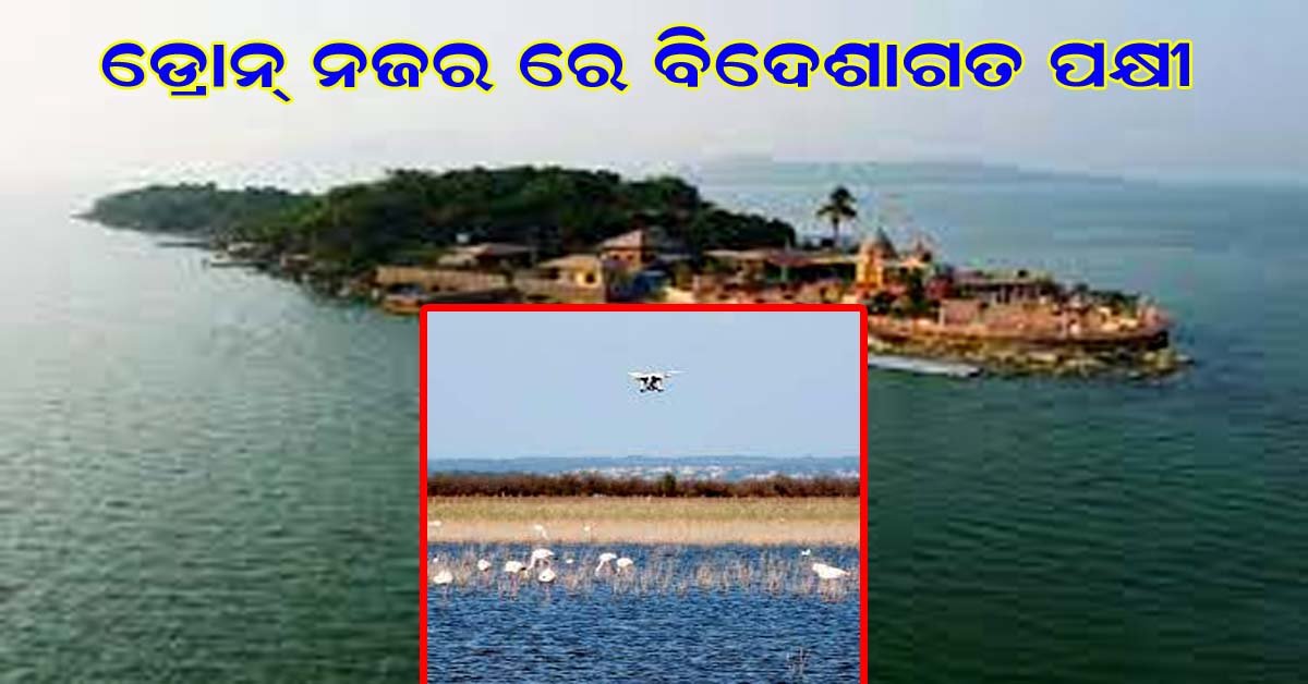 ଡ୍ରୋନ କ୍ୟାମେରା ନଜରରେ ଚିଲିକା ରେ ବିଦେଶୀ ଅତିଥି ପକ୍ଷୀ !!!