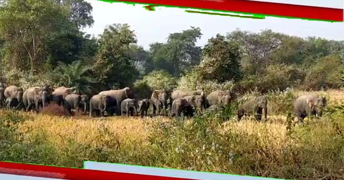 ହାତୀ ଉପଦ୍ରଵ ରେ ବ୍ୟାପକ କ୍ଷତି !!!