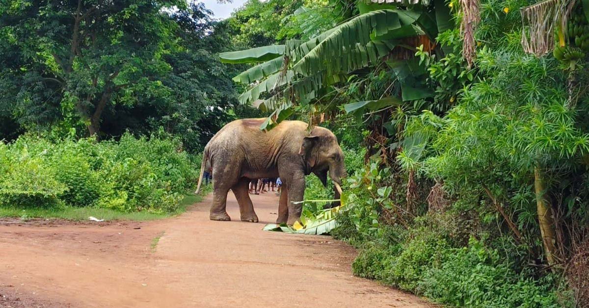 ବୋତଲଣ୍ଡା ଗ୍ରାମରେ ଜଙ୍ଗଲି ହାତୀଙ୍କ ଆତଙ୍କ !!!