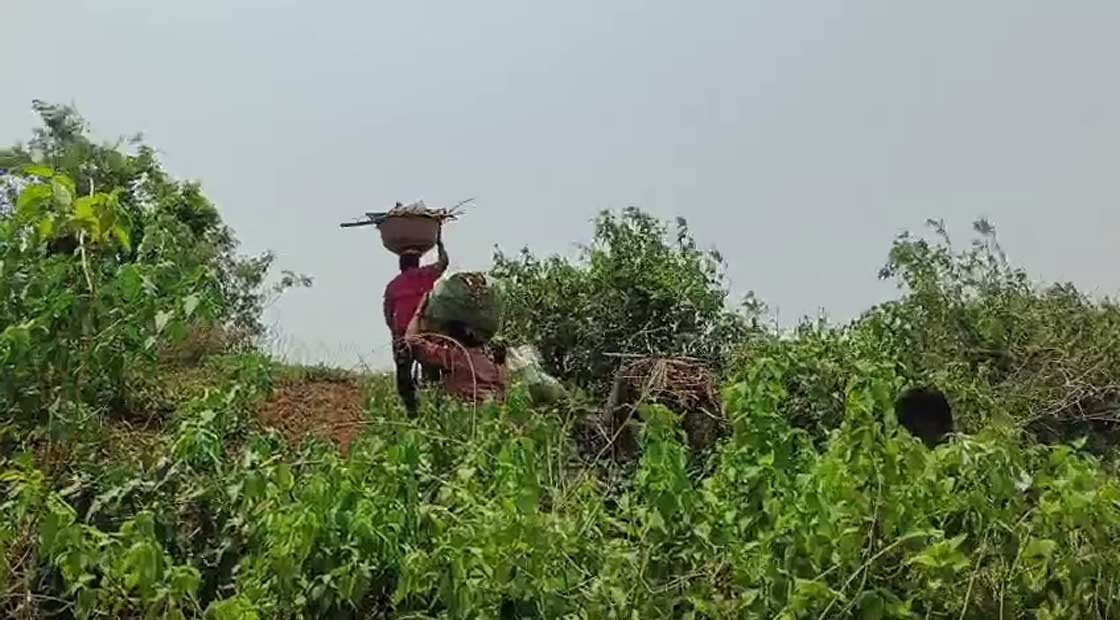 ମହୁନାଡ଼ ଯୋଗାଇଛି ଜୀବନ ଜୀବିକା !!!