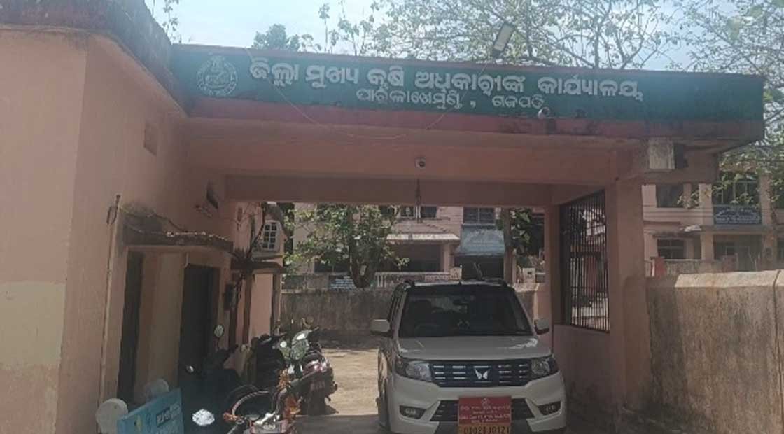 ପ୍ରୋତ୍ସାହନ ଅଭାବରୁ  ଆଖୁ ଚାଷ ରୁ ମୁହଁ ଫେରାଉଛନ୍ତି ଚାଷୀ !!!