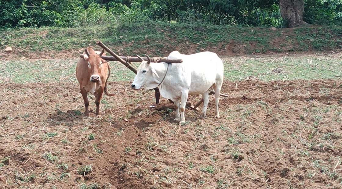 ଆଧୁନିକତା ରେ ହଜିଯାଇଛି ହଳ ଲଙ୍ଗଳ !!!