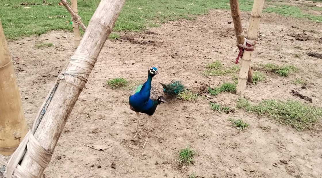 ତାଳବସ୍ତ ଗାଁ ଦାଣ୍ଡରେ ମୟୁର ସାଜିଛି ଆକର୍ଷଣ !!!