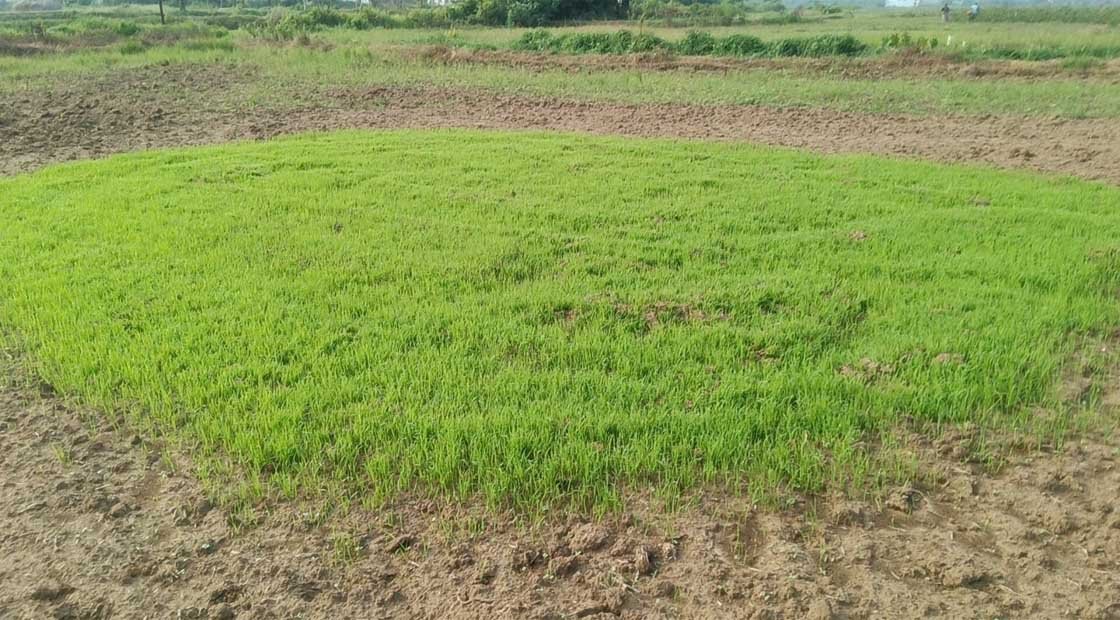 ଖରିଫ ଋତୁରେ ଧାନ ଚାଷ ନେଇ ଚିନ୍ତାରେ ଚାଷୀ : ମୌସୁମୀ ଖେଳୁଛି ଲୁଚକାଳୀ !!!