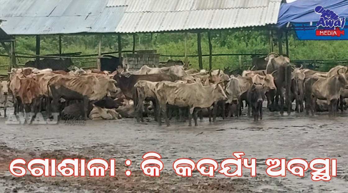 ଗୋଶାଳା ଭିତରେ ଆଣ୍ଠୁଏ କାଦୁଅ : କଲବଲ ହେଉଛନ୍ତି ଗୋରୁ !!!