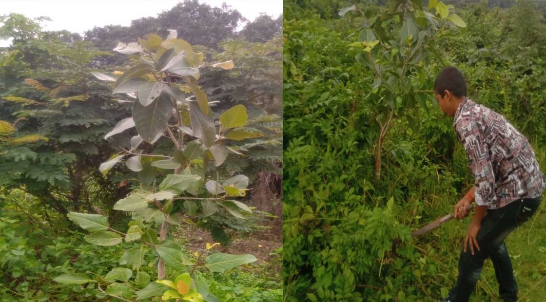 ଆରମ୍ଭ ହୋଇଛି ବର ଅଶ୍ୱତଥ ବୃକ୍ଷ ସୁରକ୍ଷା ଅଭିଯାନ !!!